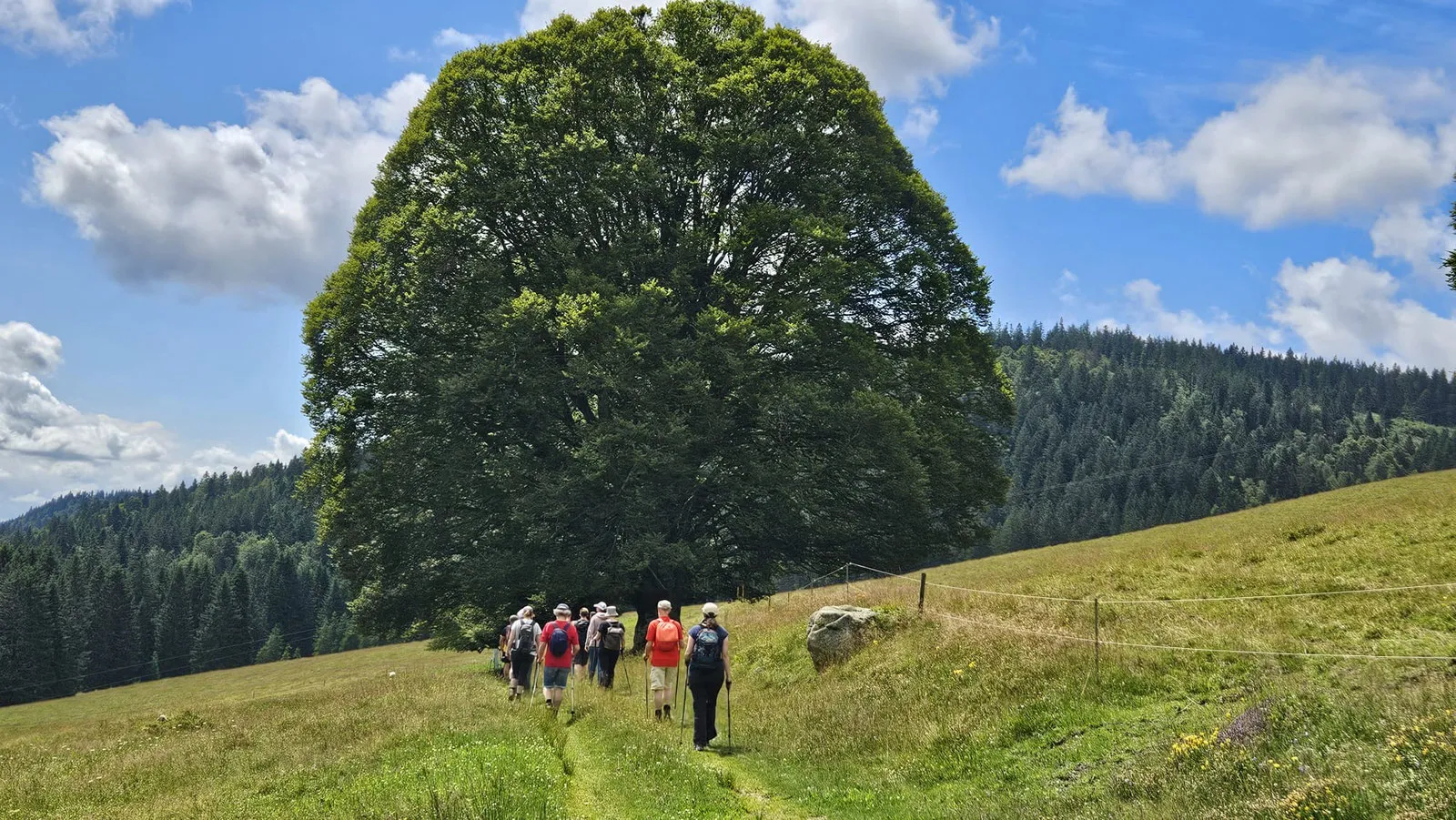 Eine Fastengruppe wandert hintereinander über eine Bergwiese auf einen mächtigen, einzeln stehenden Baum zu