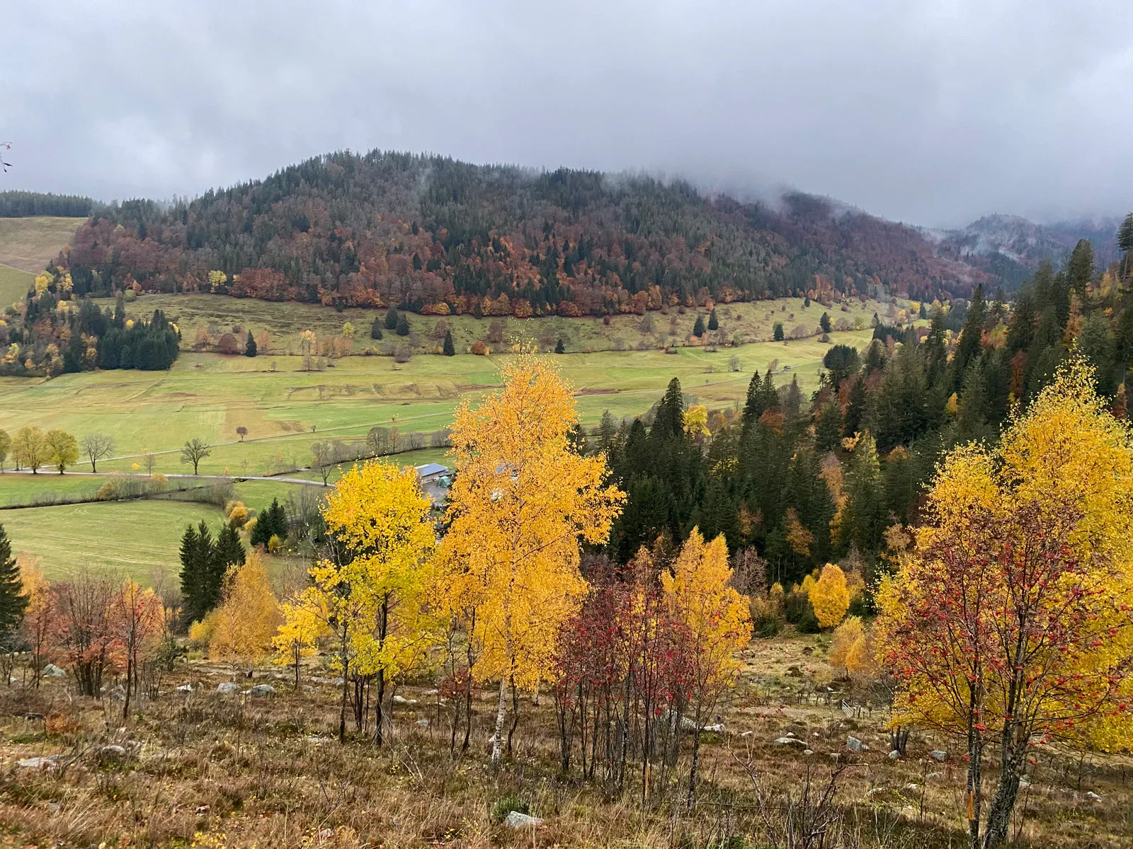 Gelb gefärbte Birken an einem Hang, dahinter das grüne Hochtal und herbstlich bunte Wälder unter tiefen Wolken